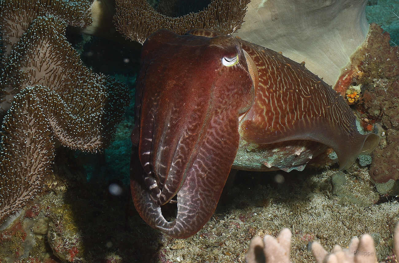 Raja Ampat 2016 - Sepia latimanus - Broadclub cuttlefish - Seiche - IMG_5693_rc.jpg
